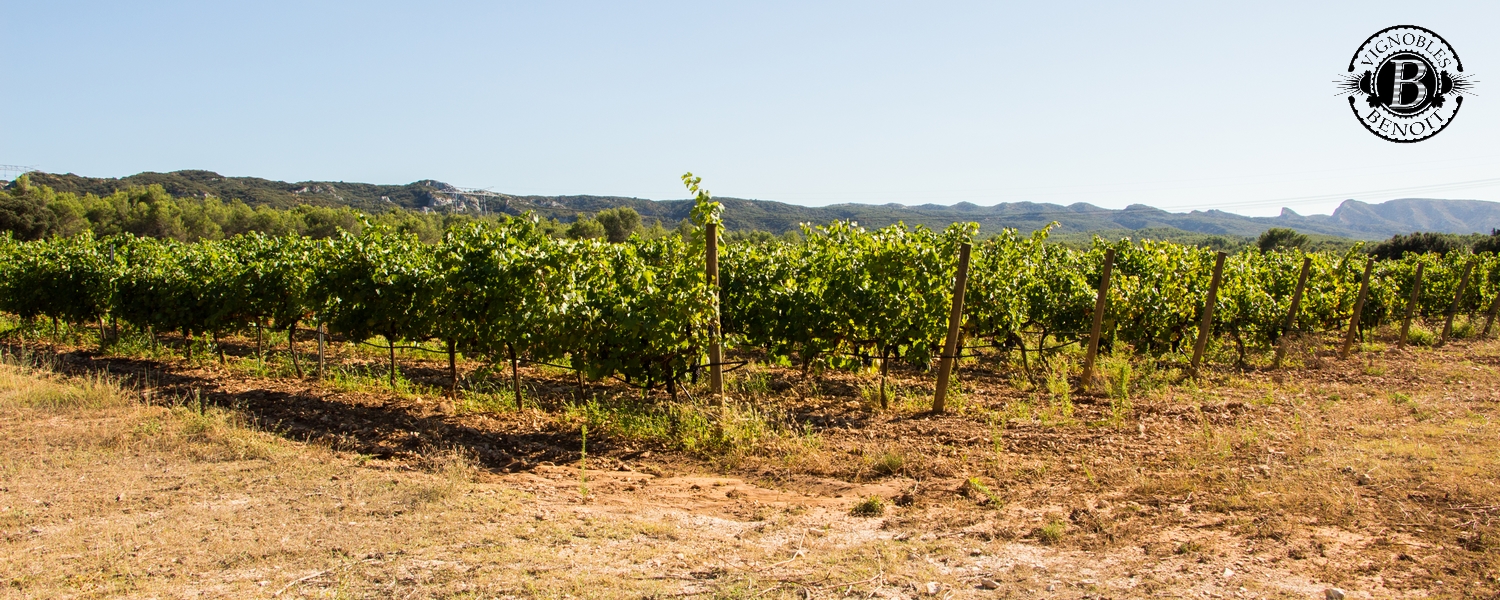 Bienvenue aux vignobles Benoit